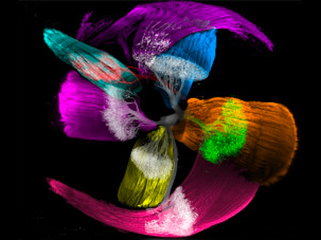 estructures filamentoses de diferents colors que estan units radialment