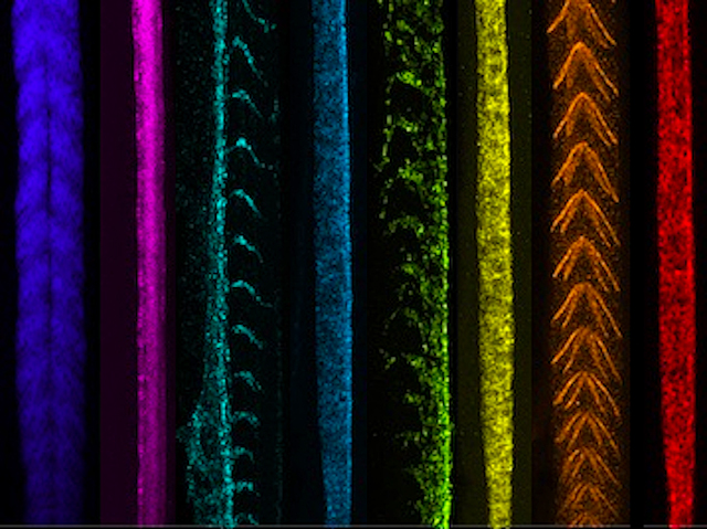 línies verticals de diferents colors corresponents a la mateixa part d'un peix marcades amb diferents procediments