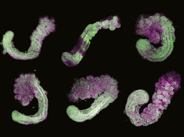 Cèl·lules mare embrionàries de ratolí marcades genèticament