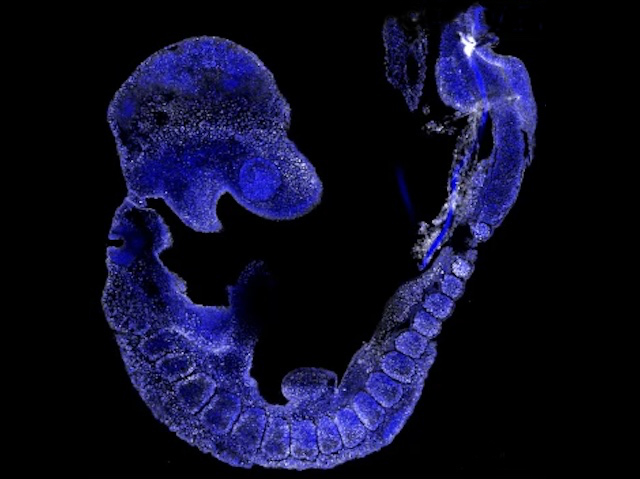 Embrió observat sota microscòpia de fluorescència, tot blau