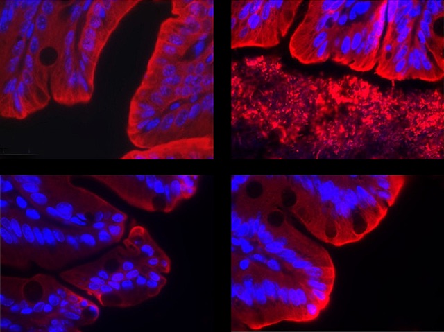 Quatre imatges que mostren estructures ondulades de color roig amb punt blaus per tota la estructura