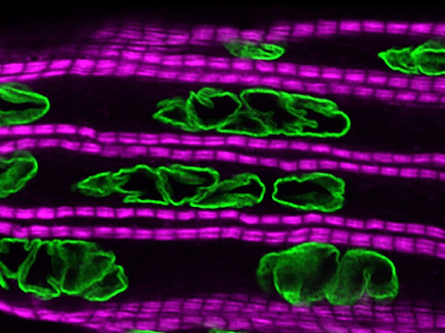 Cèl·lules musculars de mosca mutant