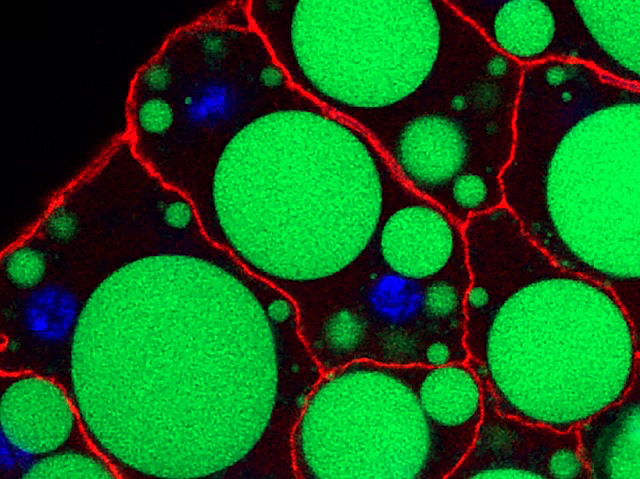 Estructura formada per compartiments delimitats per una línia roja. En cada compartiment, una gran esfera de color verd fluorescent ocupa gran part de la seua àrea. També observem cercles més menuts del mateix color, i de color blau.