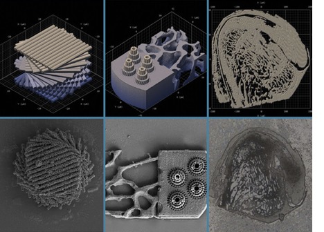 Reconstruccions amb impressora 3D de urpes de llagosta, microestructura òssia i fèmur, amb les seues comparacions reals.