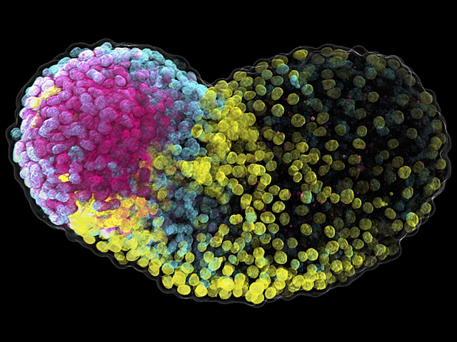 Cèl·lules germinals primordials durant la gastrulació d'un embrió artificial primerenc