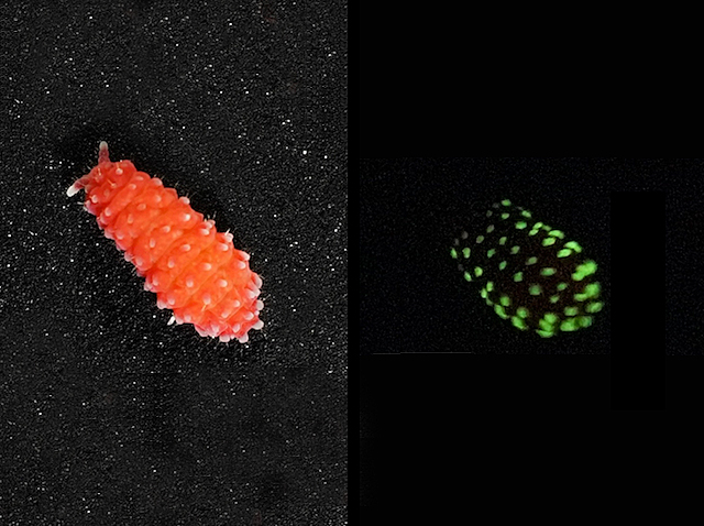 Una imatge d'un coleòmbol taronja i una altra a la foscor veient punts verds brillants per la bioluminescència