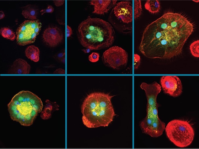 Imatge microscòpica d'estructures internes i externes tenyides amb fluorescència