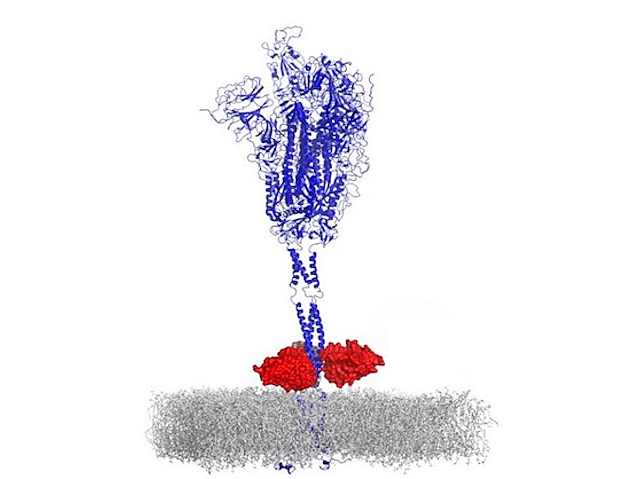 Proteïna espicular (blau) tractada amb anticossos monoclonals (roig)