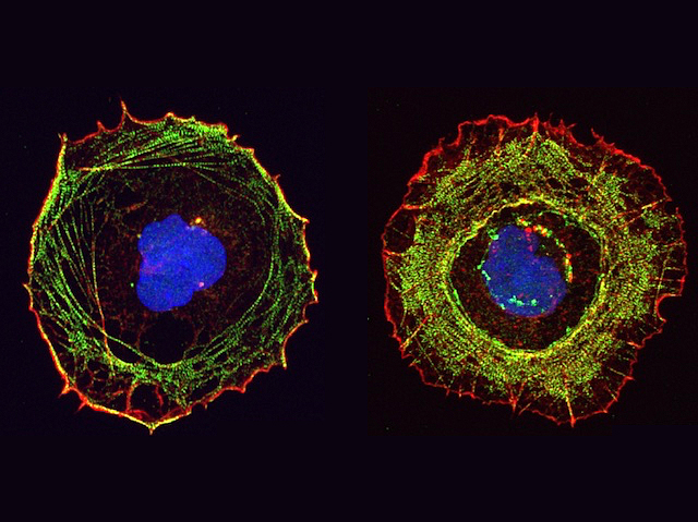 Cèl·lules on es mostra la quiralitat