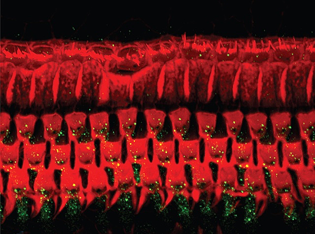 Files de cèl·lules roges allargades amb xicotets punts verds i grocs brillants sobre un fons fosc