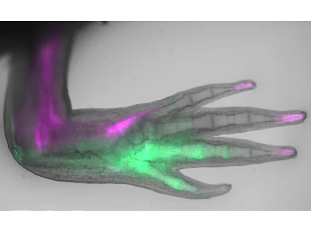 Una extremitat amb 4 dits, amb uns ossos verds i altres rosa
