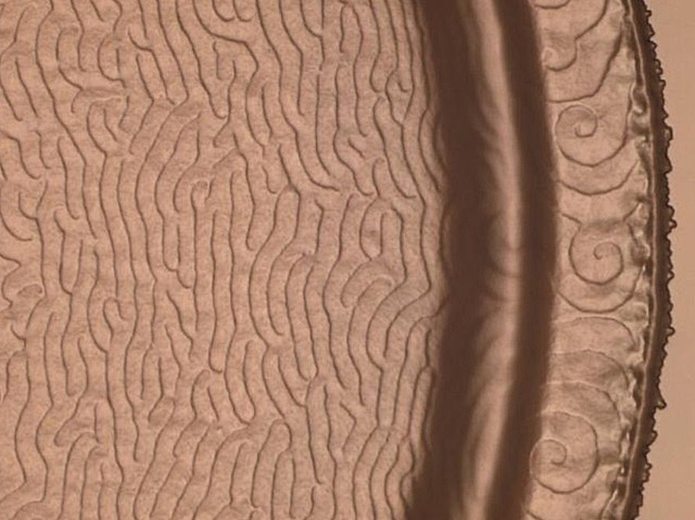 part del que sembla un cercle que té línies com si fora un laberint